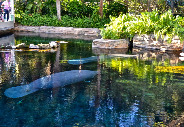 Sea World Orlando Florida - Manatee