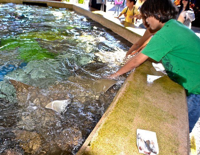 Sea World Orlando Florida - Sting Ray Feeding