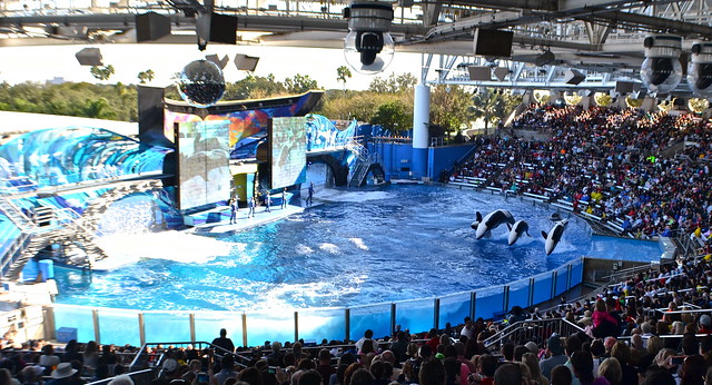 Sea World Orlando Florida- Shamu Show