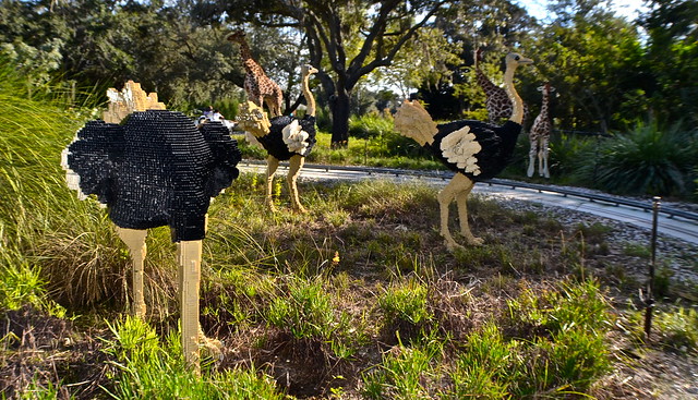 -Legoland, Florida - Safari ride - ostrich art