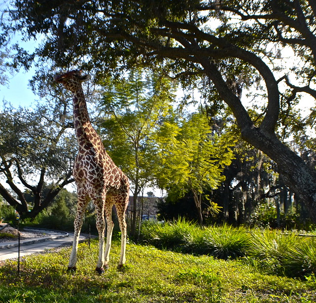 Legoland, Florida - Giraffes at safari ride