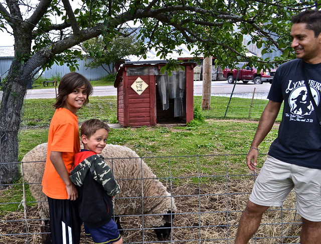 allenholm farm, vermont - petting zoo