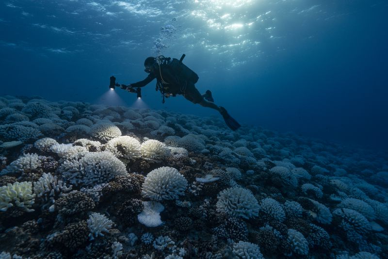 An underwater photo shows a scuba diver with flashlights pointed at coral, which are white. 