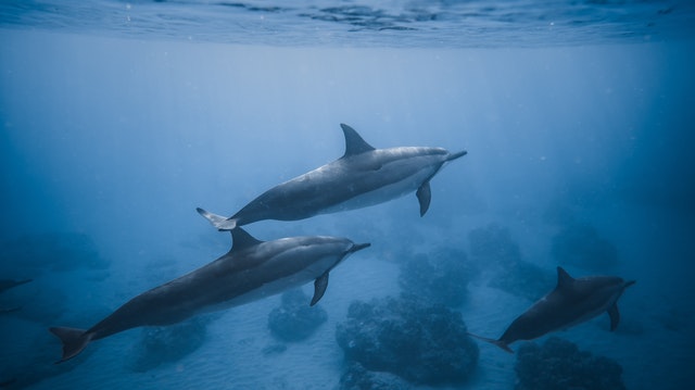 dolphin watching in costa rica