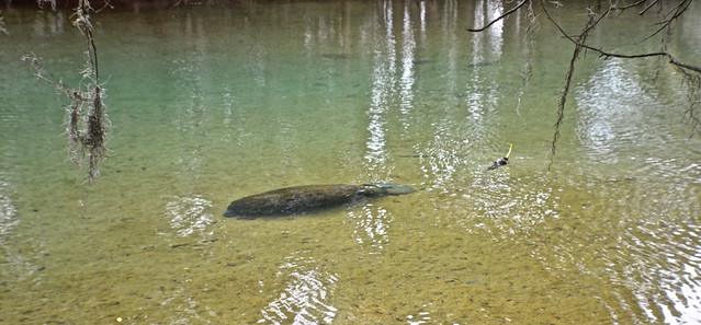 resident manatee at homosassa wild life park