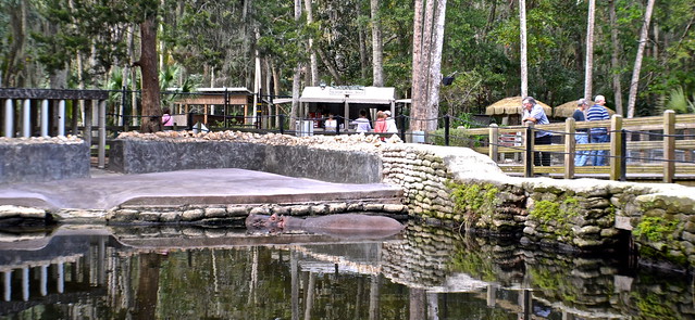 Hippo at homasassa state park in florida