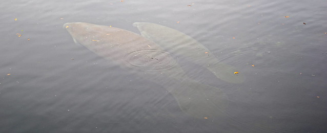 manatees in spring at homosassa florida wildlife park florida