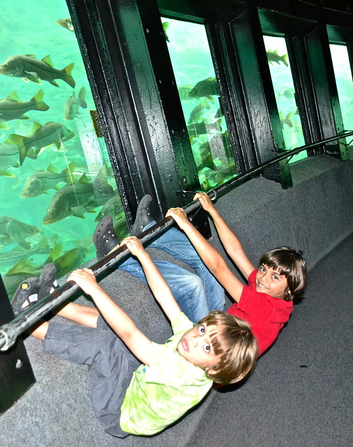 underwater observatory at homosassa state park