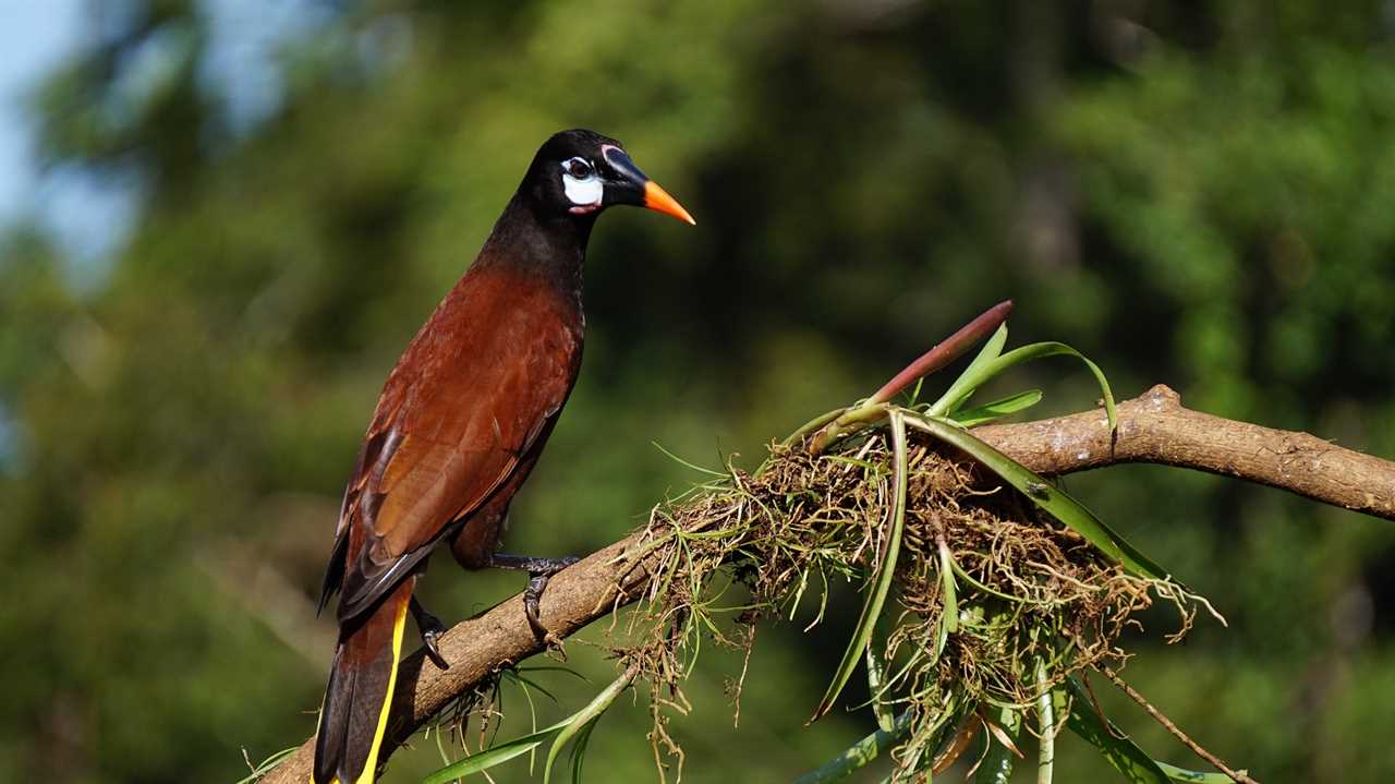 Animals in Guatemala: montesuma oropendola