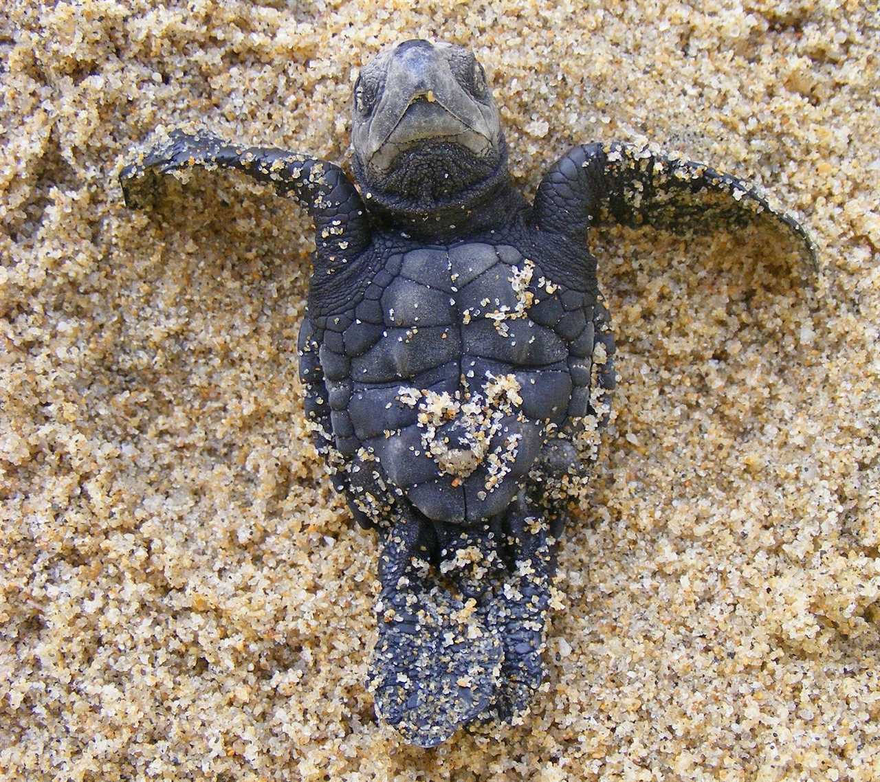 Guatemala native animals: olive ridnely sea turtle