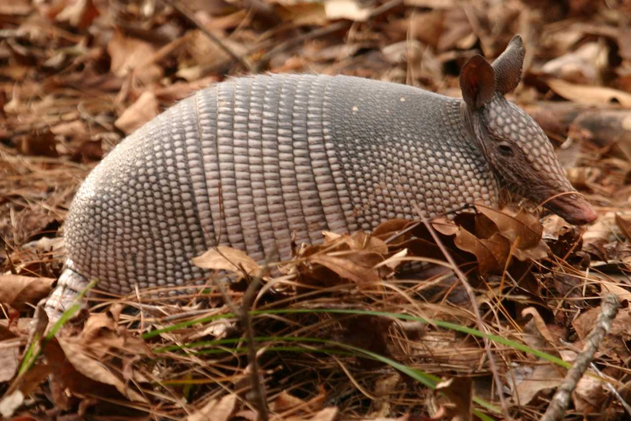 Guatemalan Animals: armadillo