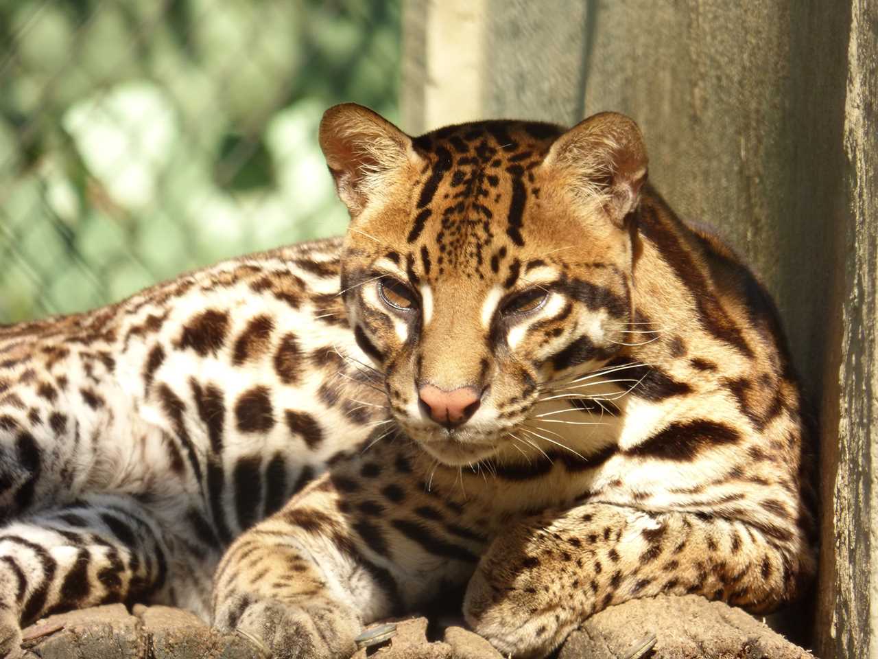 Animal of Guatemala - ocelot