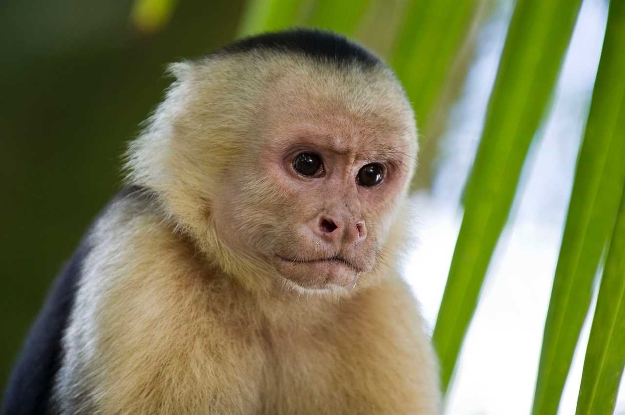 Guatemala wildlife - Capuchin monkey