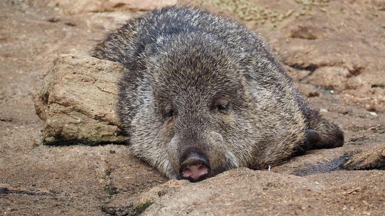 Animal of Guatemala - White lipped peccary