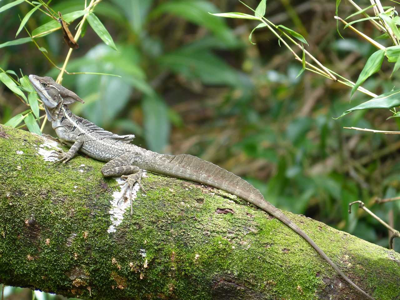 Animals in Guatemala - Brown Basilisk