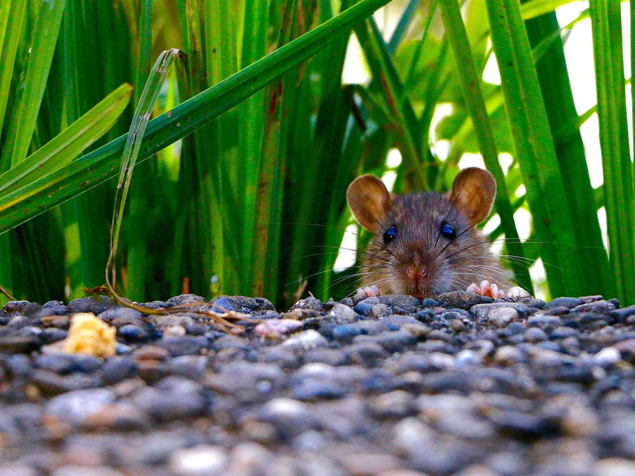 Native Gustemalan Animal - rat