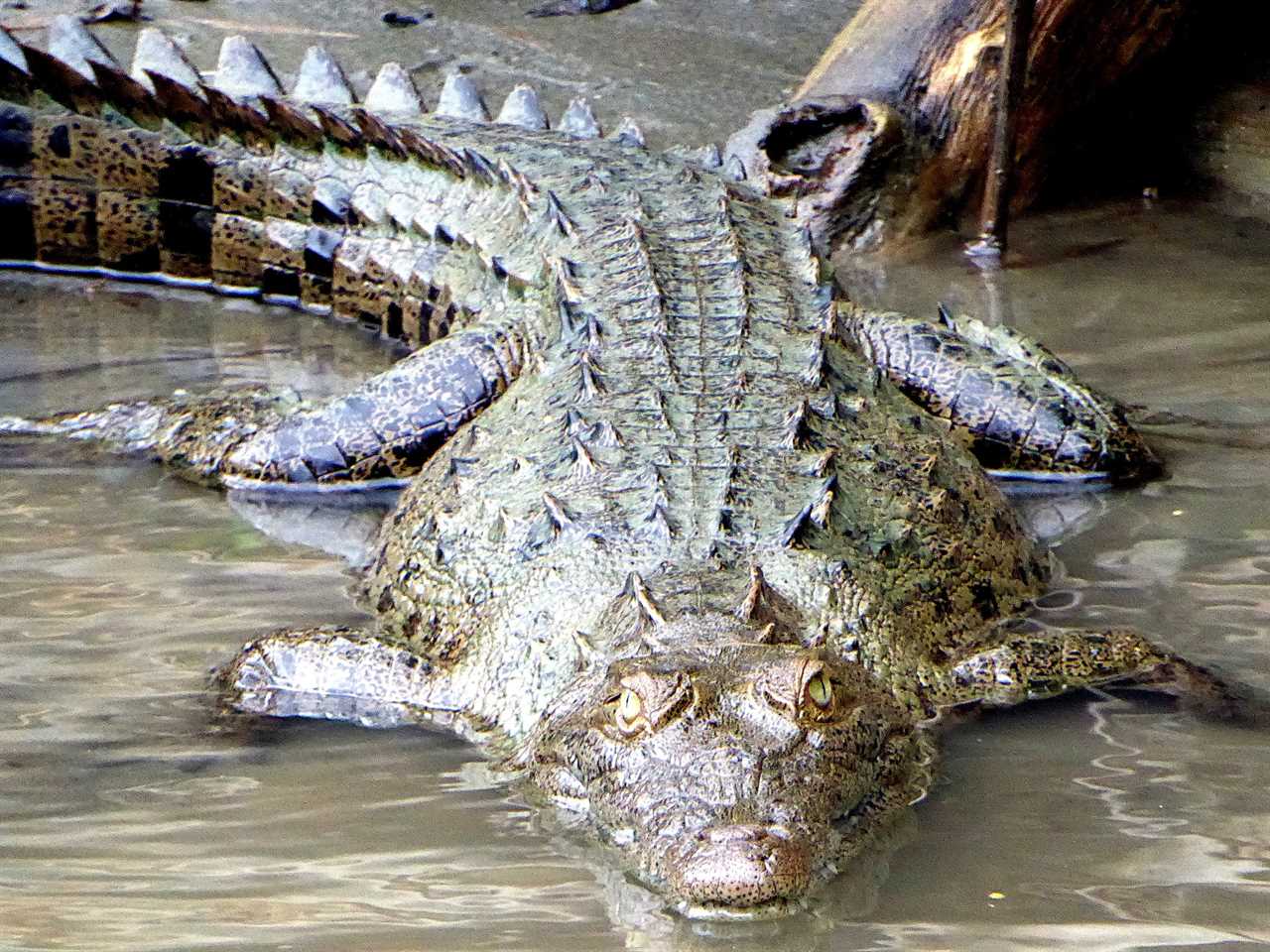 Guatemalan animal - Caiman