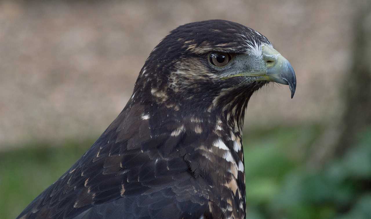 Guatemalan Animal- Black hawk