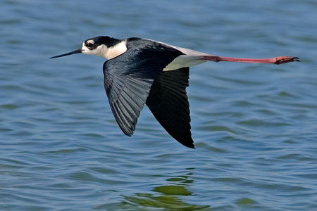 Black necked stilt