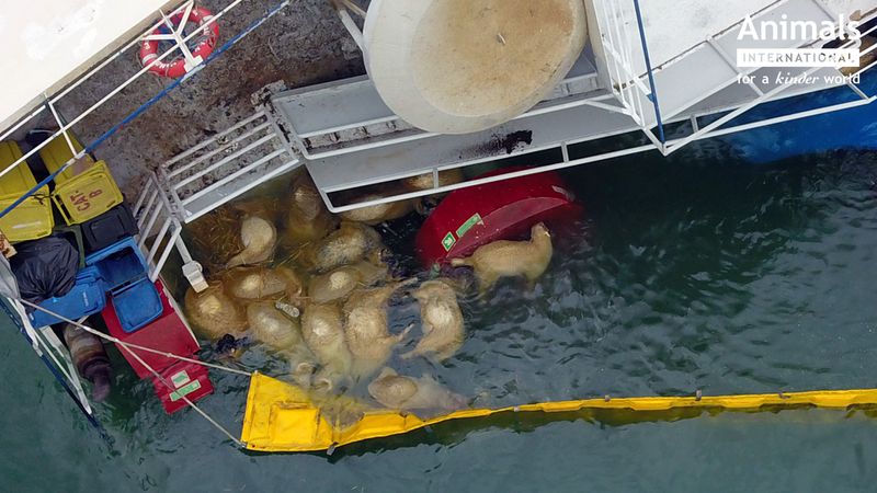 Floating dead sheep are seen in the sea alongside a sideways partially capsized ship. 