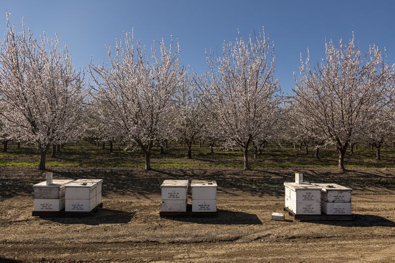 Three stacks of wooden box-shaped bee hives sit in front of rows of flowering almond trees.