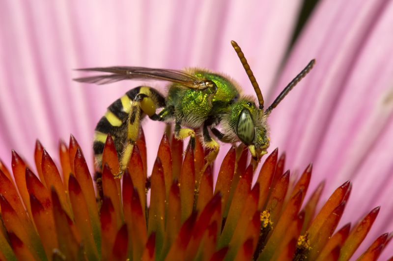 A close-up view of a sweat bee with a metallic green thorax, on a pink echinacea flower.