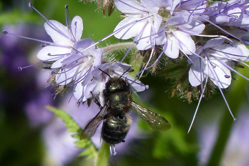 A small, mostly black, fuzzy bee crawls across purple flowers.