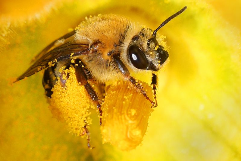 A large yellow bee clings to a squash flower, with beads of pollen covering its face and abdomen.