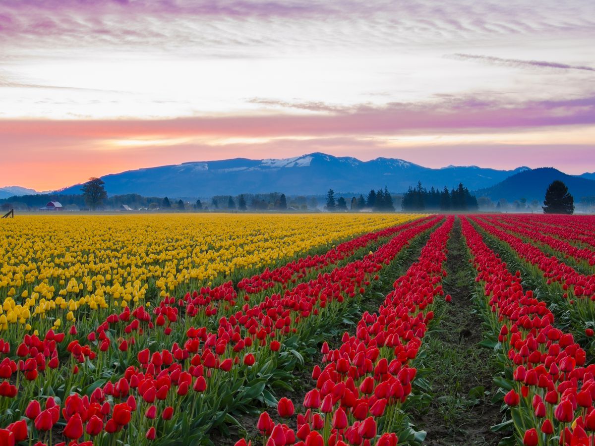 Skagit Valley, Washington IN APRIL