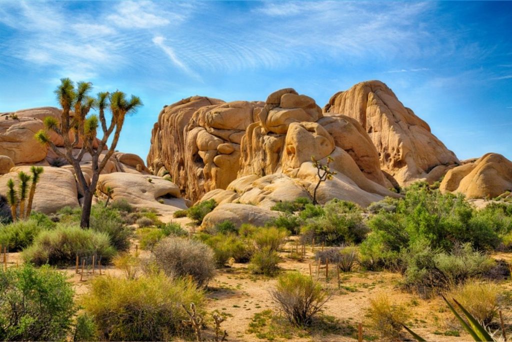 Joshua Tree National Park