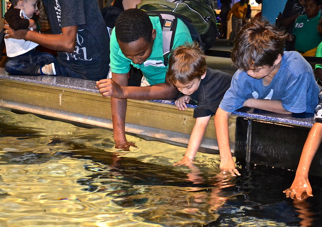 stingrays at the audubon aquarium of the americas