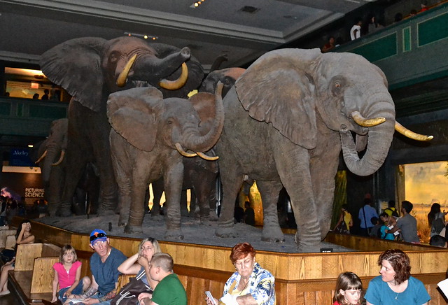 american museum of natural history in new york