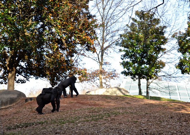 Gorillas at Atlanta Zoo