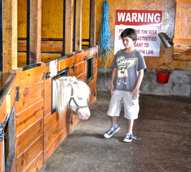 miniature horse farm lancaster pa