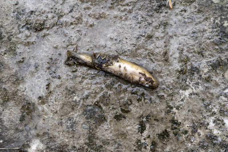 A fish lays dead following a train derailment prompting health concerns on February 20, 2023 in East Palestine, Ohio.