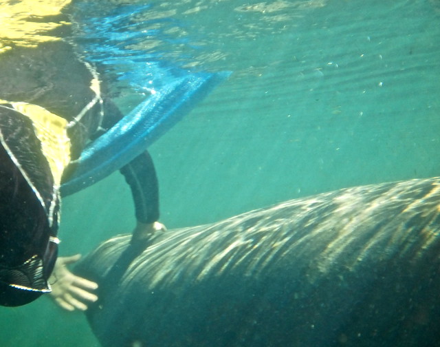 first encounter with a manatee with nature coast manatee tours