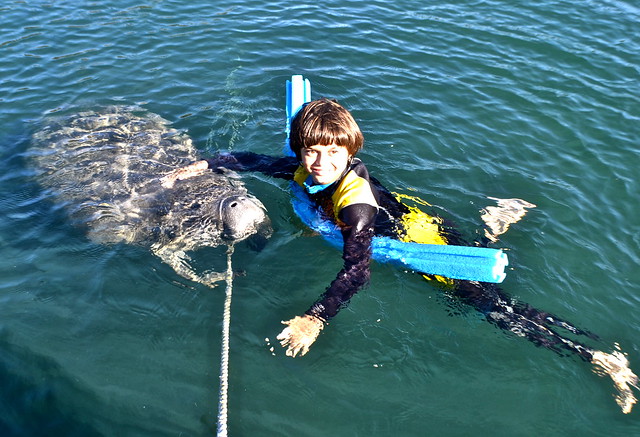 swim with manatee - kid and manatee best friends