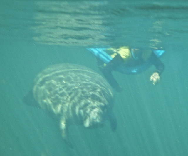 swimming underwater with manatee at nature coast manatee tours