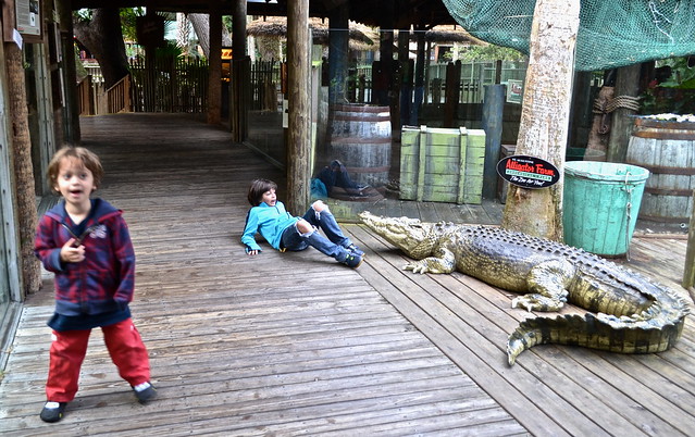 st.augustine alligators