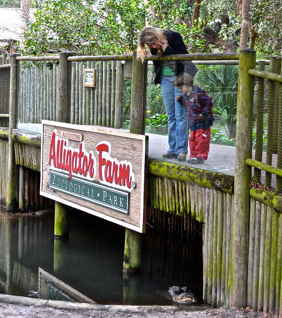 st augustine zoo and allifator farm