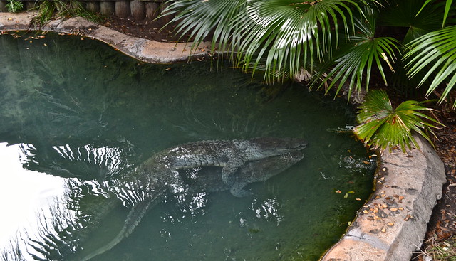 mating alligators at st.augustine alligator farn