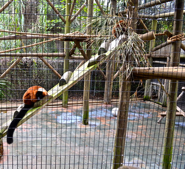 lemurs exhibit at st augustine zoo 