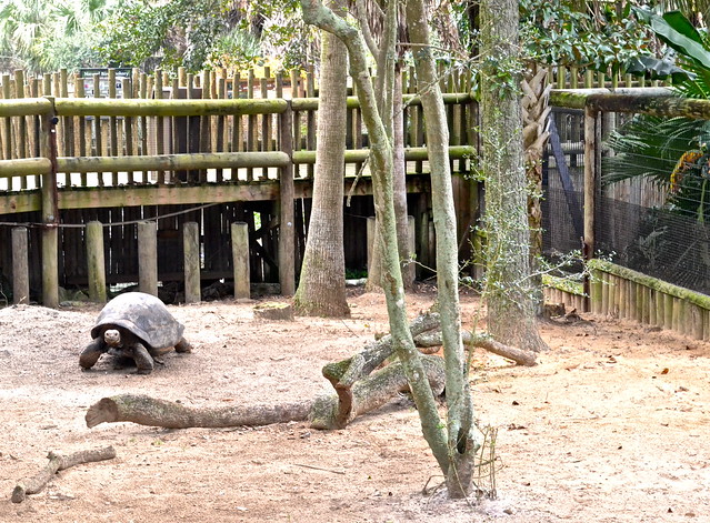 Galapagos turtles at st. augustine alligator farm zoological park exhibits 