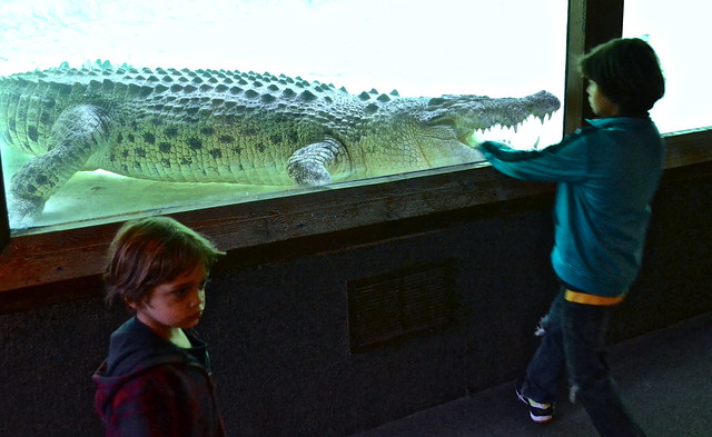 up close encounter with an alligator at st.augustine alligator farm 