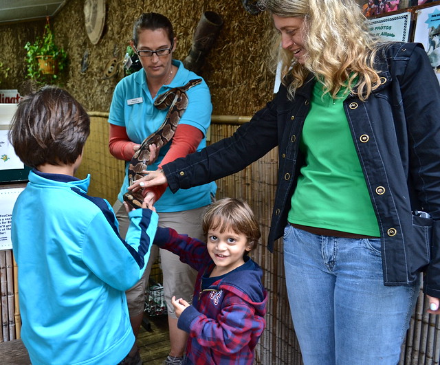 touching a baby anaconda at st.augustine zoo 