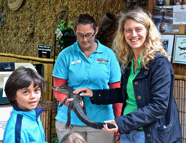 touching a baby gator at st.augustine zoo 