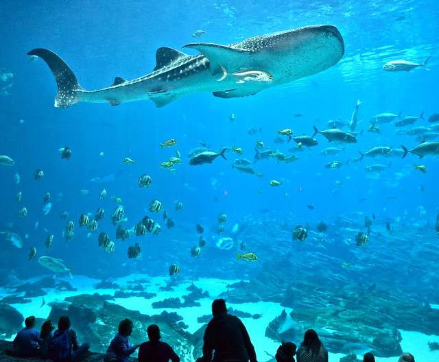 atlanta georgia aquarium - whale sharks