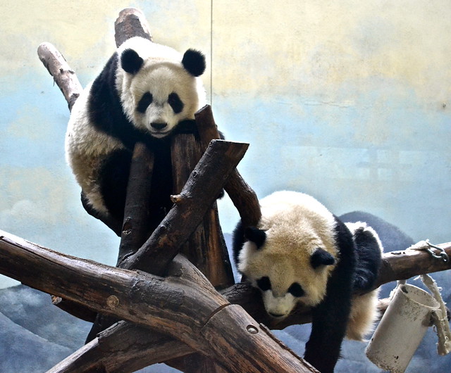 atlanta zoo panda