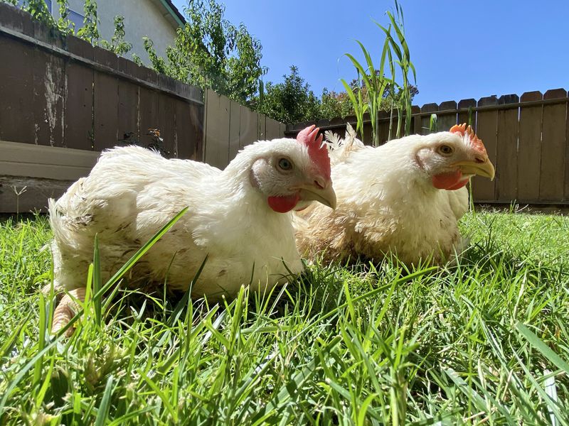 Two chickens sit in a grassy backyard on a sunny day, in front of a tall wooden fence.