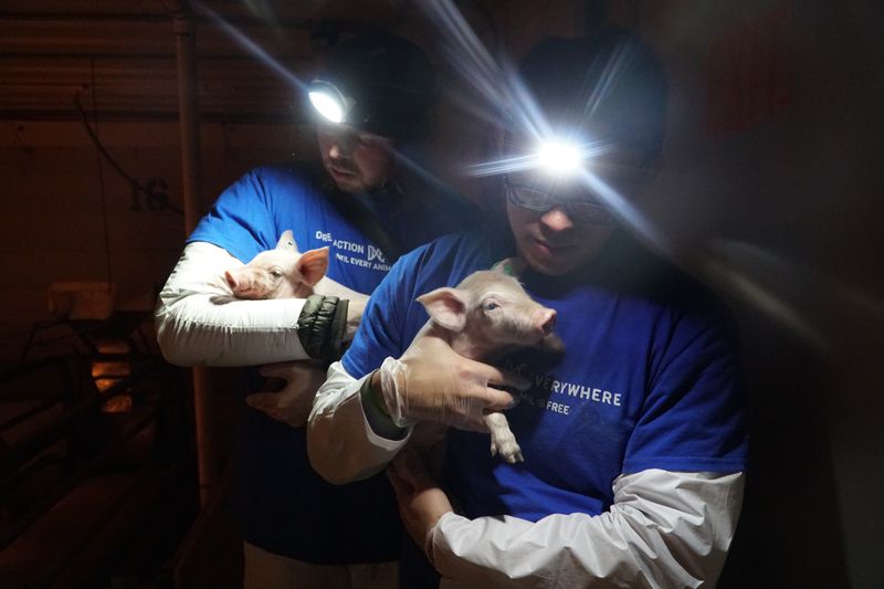 Two activists with headlamps on in a dark setting each hold a small piglet.